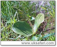 Twayblade Orchid - Photo � Copyright 2002 Gary Bradley