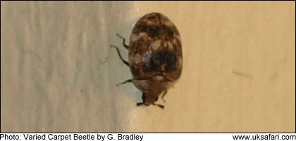 Photo: Varied Carpet Beetle - � Copyright 2009 G. Bradley