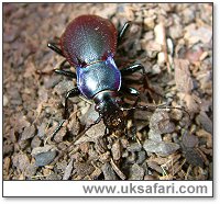 Violet Ground Beetle - Photo � Copyright 2003 Gary Bradley