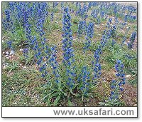 Viper's-Bugloss - Photo � Copyright 2003 Gary Bradley