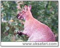 Red-Necked Wallaby - Photo � Copyright 2001 Gary Bradley