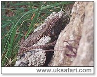 Wall Lizard - Photo � Copyright 2003 Gary Bradley
