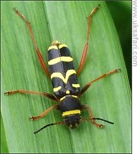 Wasp Beetle - Photo � Copyright 2008 Isabel Clark