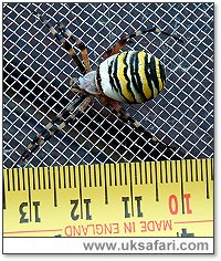 Female Wasp Spider - Photo � Copyright 2006 Tony Haile