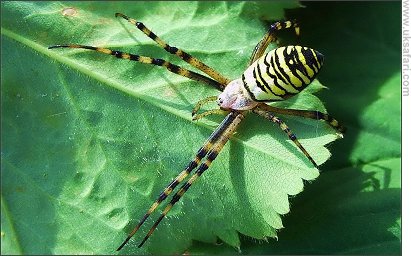 Wasp Spider - Photo � Copyright 2007 Peter Nicholson