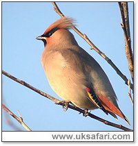 Waxwing - Photo � Copyright 2005 Steve Botham: s.botham@ntlworld.com