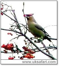 Waxwing - Photo � Copyright 2006 Colin Ebdon