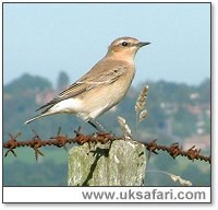 Wheatear - Photo � Copyright 2004 Gary Bradley
