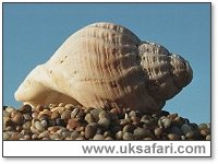 Common Whelk - Photo � Copyright 2000 Gary Bradley