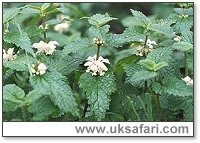 White Dead Nettles - Photo � Copyright 2000 Gary Bradley