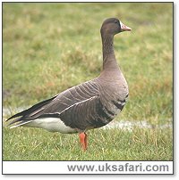 White-Fronted Goose - Photo � Copyright 2005 Steve Botham