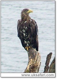 White-Tailed Eagle - Photo � Copyright 2005 Kevin Allison
