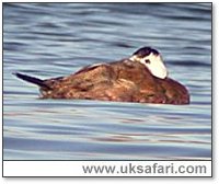 Photo � Copyright 2006 Steve Botham: s.botham@ntlworld.com