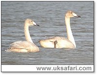Photo � Copyright 2005 Steve Botham: s.botham@ntlworld.com
