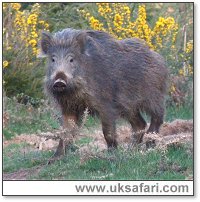 Wild Boar - Photo � Copyright 2006 Malcolm Mitchell