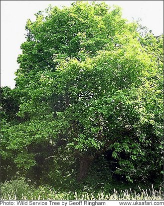 Wild Service Tree - Photo � Copyright 2008 Geoff Ringham