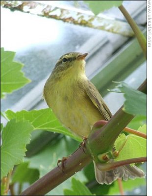 Willow Warbler - Photo � Copyright 2006 Josie Latus