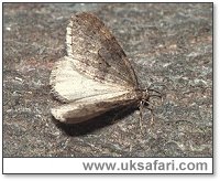 Winter Moth - Photo � Copyright 2000 Gary Bradley