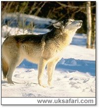Wolf - Photo � Copyright 2005 The Wolf Pack