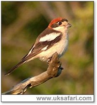 Woodchat - Photo � Copyright 2005 Steve Botham: s.botham@ntlworld.com