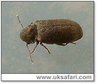 Woodworm Beetle - Photo � Copyright 2006 G. Bradley
