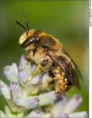 Wool Carder Bee - Photo � Copyright 2008 Mike Walker