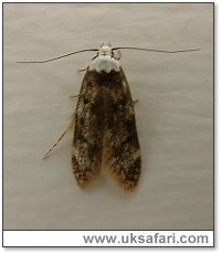 White-Shouldered Moth - Photo � Copyright 2005 Gary Bradley