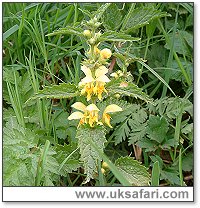 Yellow Achangel - Photo � Copyright 2003 Gary Bradley