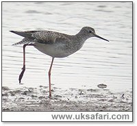 Lesser Yellowlegs - Photo � Copyright 2005 Steve Botham: s.botham@ntlworld.com