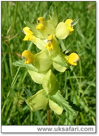 Yellow Rattle - Photo � Copyright 2003 Gary Bradley
