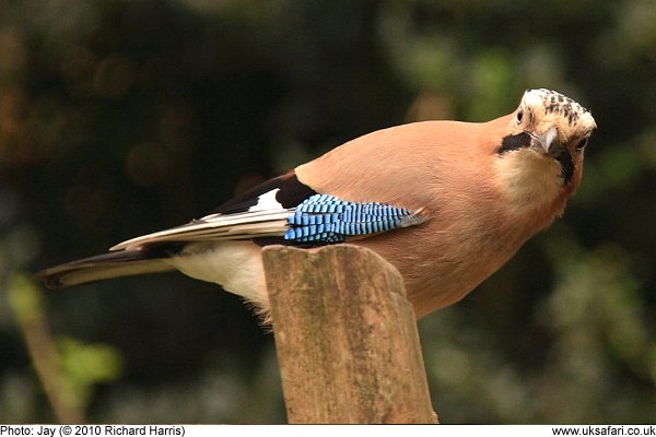 Jay