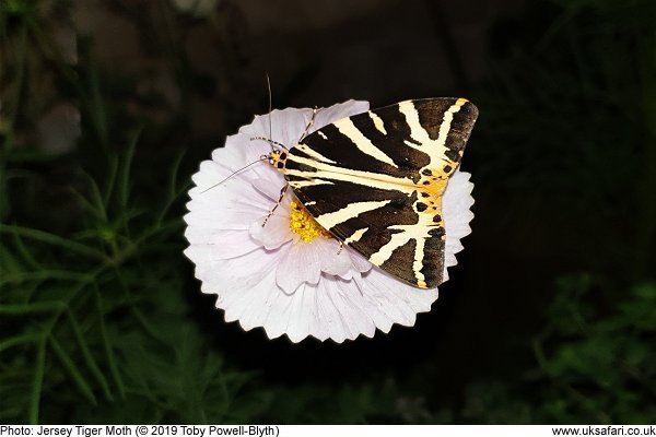 Jersey Tiger Moth