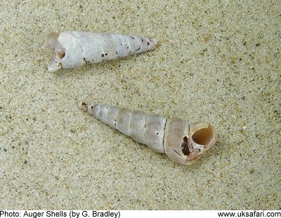Auger Shell