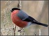 Bullfinch