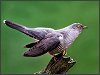 Cuckoo